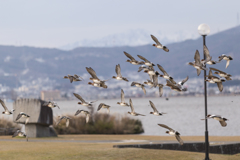 諏訪湖に飛び交う鳥たち＾＾