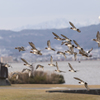 諏訪湖に飛び交う鳥たち＾＾