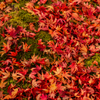 円通院　散りゆく紅葉