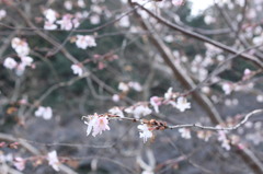 当麻寺の10月桜