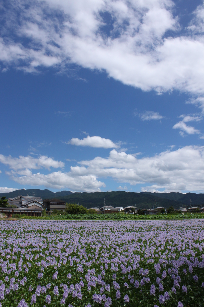 ホテイアオイ