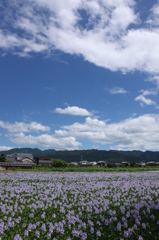 ホテイアオイ