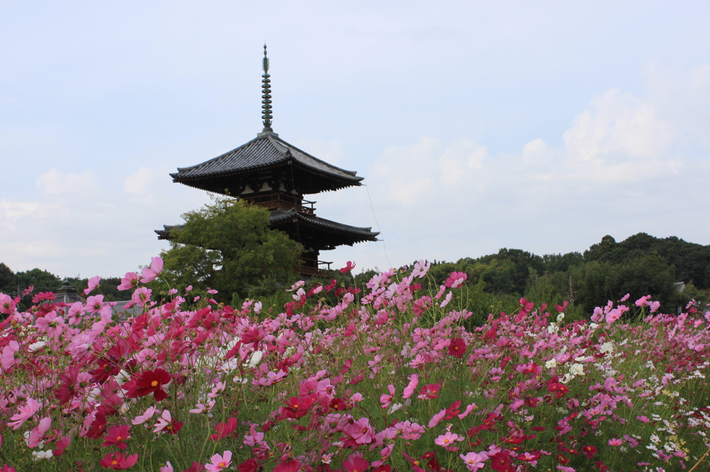 法起寺コスモス