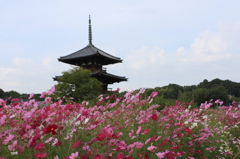 法起寺コスモス