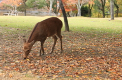 奈良公園