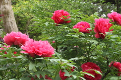 石光寺ぼたん