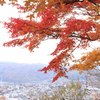 竜田川紅葉