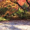 宝きょう院紅葉