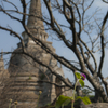 Thai014