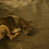 Thai02