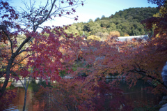 京都の秋日3