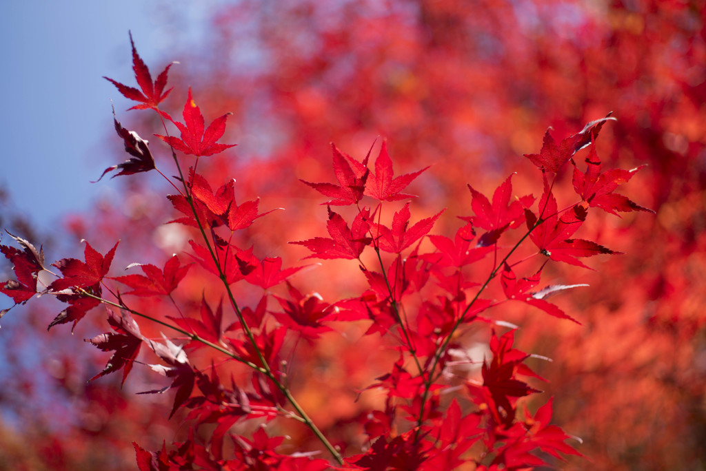 お山の紅葉④