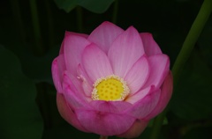 蓮花