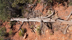 ＳＥＤＯＮＡ　セドナ