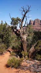 ＳＥＤＯＮＡ　セドナ