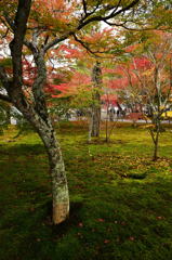 紅葉　1