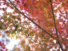 P1010511