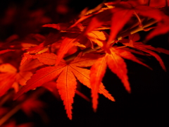 P1020709