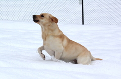 犬は～喜び～♪Ⅲ