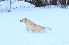 雪玉めがけて・・