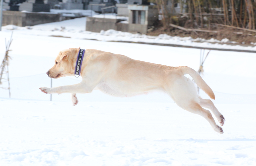 飛行犬