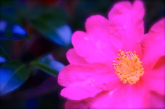 DSCF1615