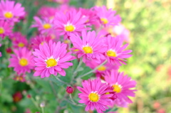 cosmos
