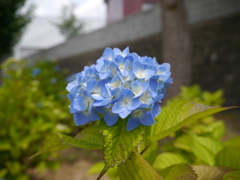 紫陽花