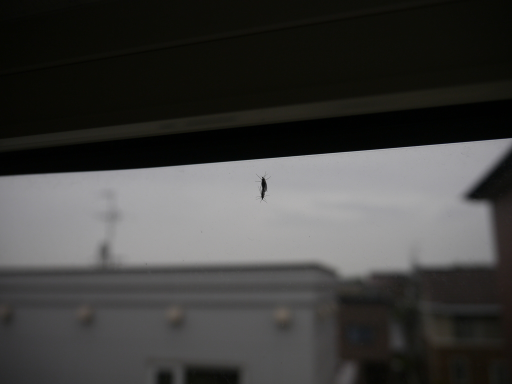合体