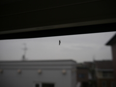 合体
