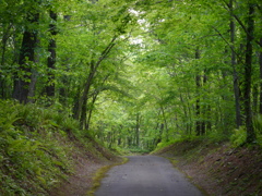 林道