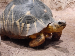 伸