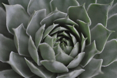 草