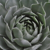 草