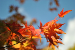紅葉