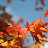 紅葉