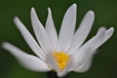 秋の花