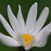 秋の花