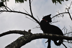 黒猫silhouette
