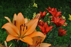 Lily Garden