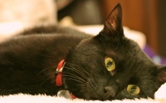 黒猫Lying