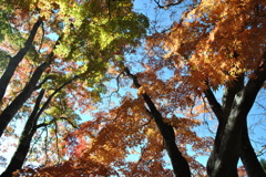 紅葉　雲場池