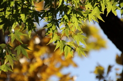 紅葉？