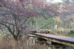 戦場ヶ原