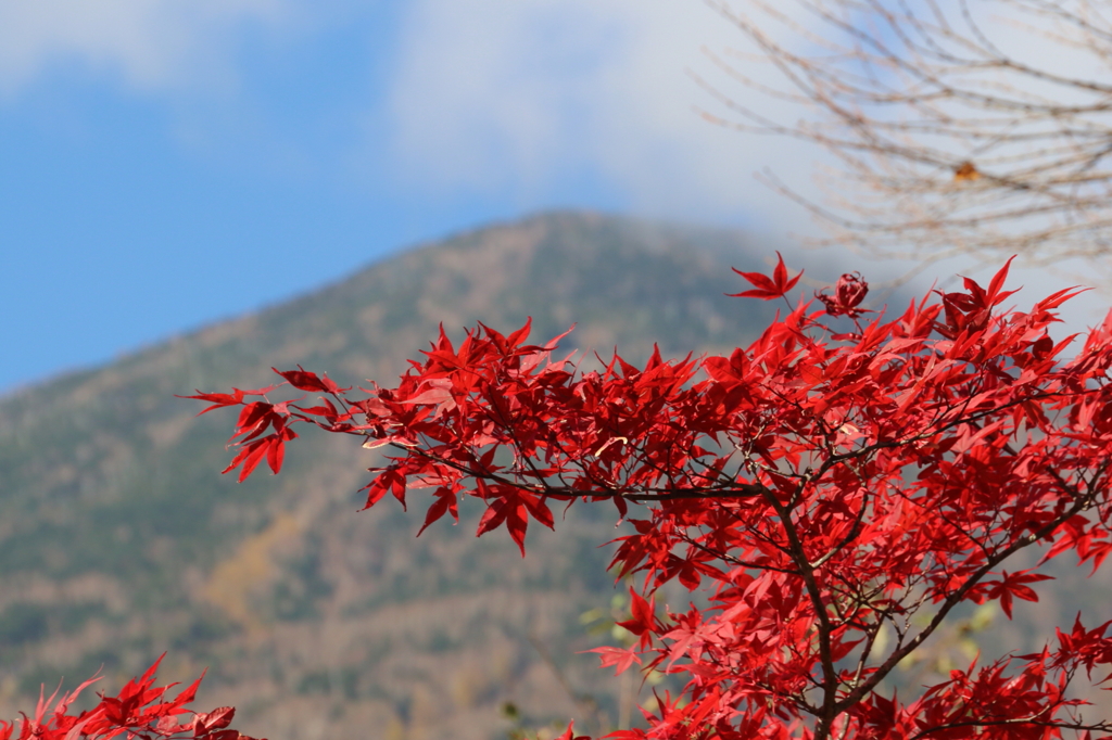 紅葉