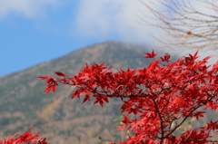紅葉