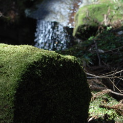 苔の森