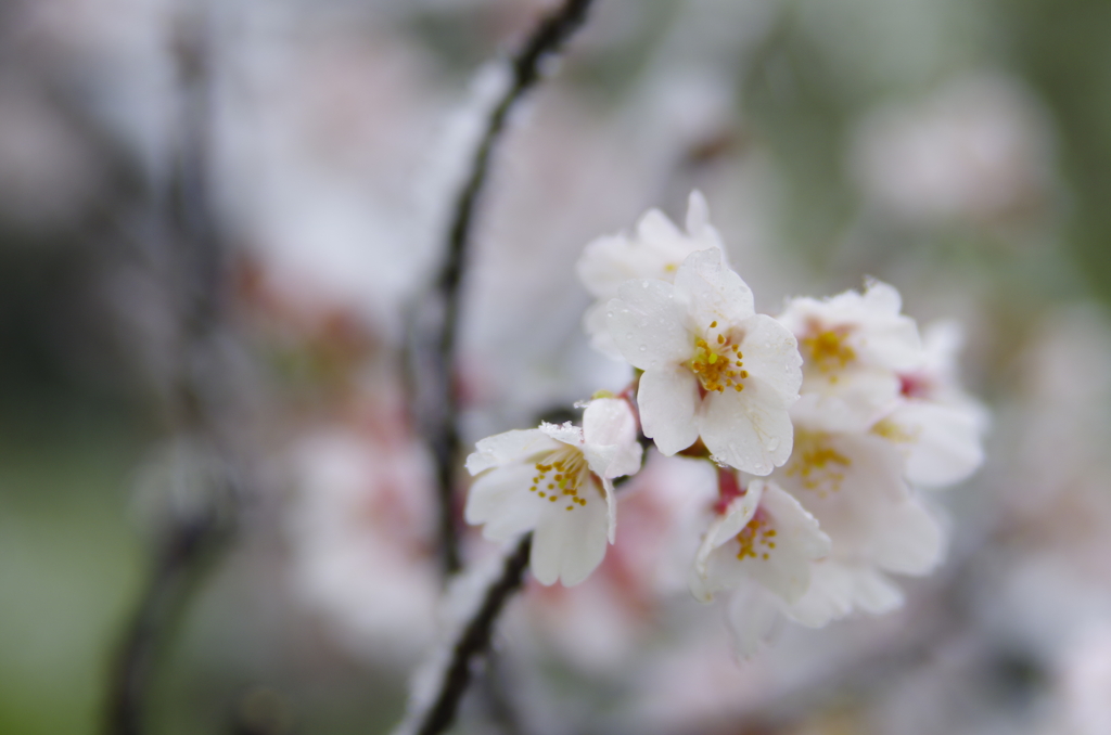 雪化粧した桜05