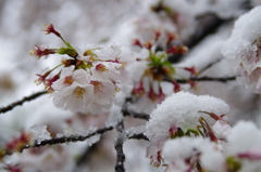 雪化粧した桜01