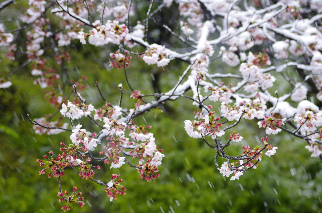 雪化粧した桜07